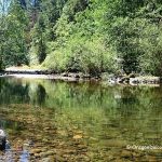 Sharps Creek Swimming