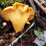 Chanterelle - wild edible mushrooms