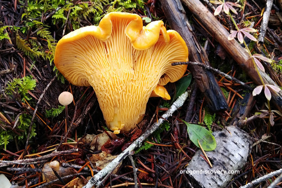 Chanterelle - wild edible mushrooms