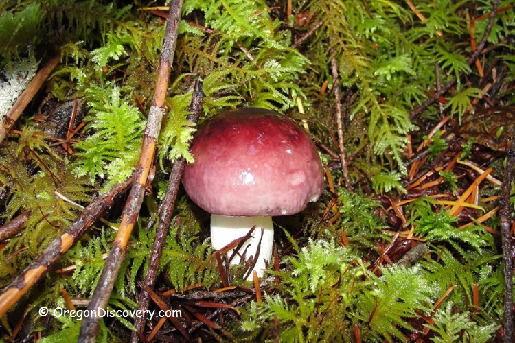 Mushroom Picking Rules- Russula