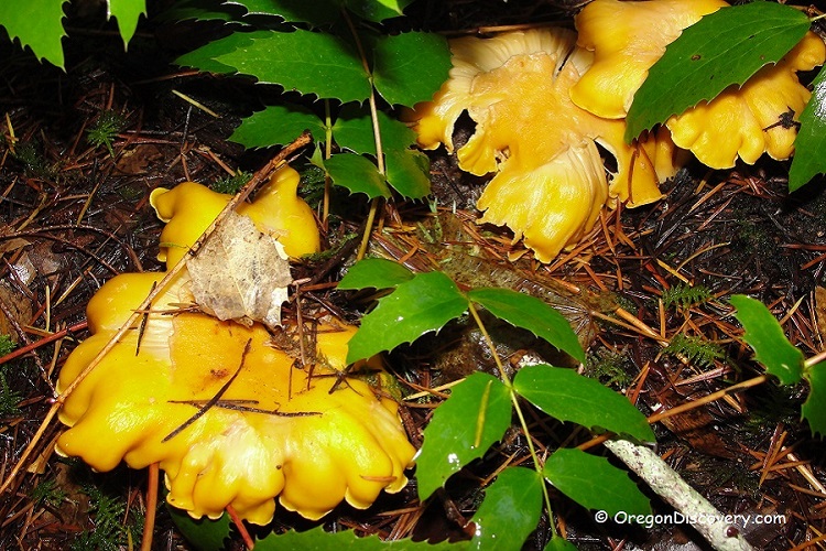 Wild Edible Mushroom - Chanterelle