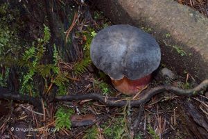 Zeller's Boletus - Wild Edible Mushroom