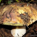 Mushroom Safety