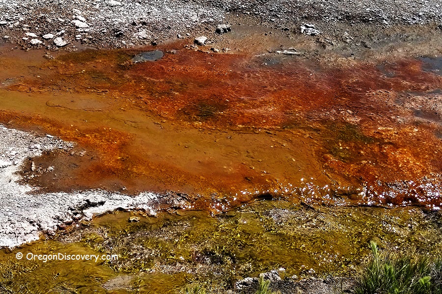 Mickey Hot Springs, Red and brown bacterial biofilm formation