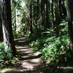 Brice Creek Trail, Oregon