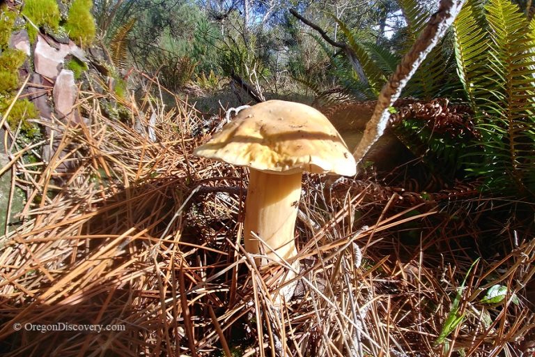 Wild Edible Mushroom Season Oregon Oregon Discovery