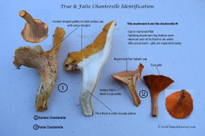 Chanterelle Identification - False Chanterelle