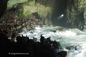 Sea Lion Caves - Florence