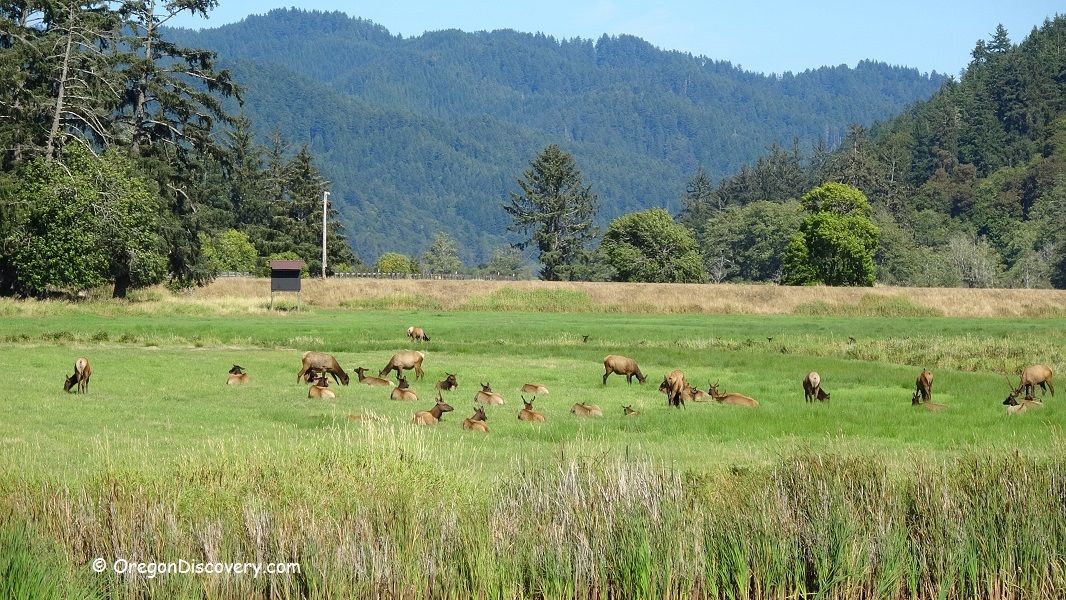 Deer Creek Elk Viewing Area