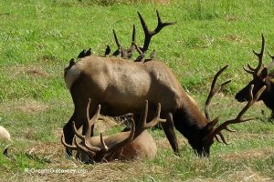 Deer Creek Elk Viewing Area