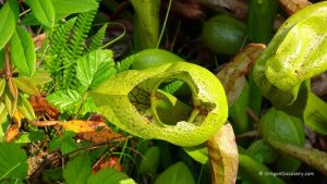 Cobra lily - Darlingtonia State Natural Site