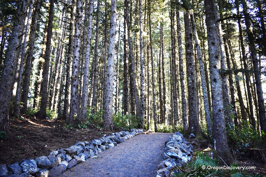 Cape Meares State Park - Octopus Tree Trail, Oregon Coast