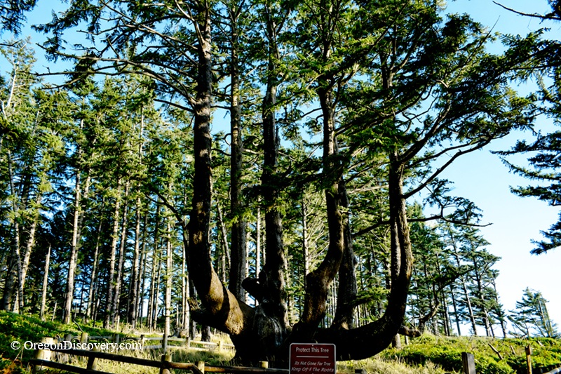Octopus Tree, Cape Meares State Park, Oregon Coast