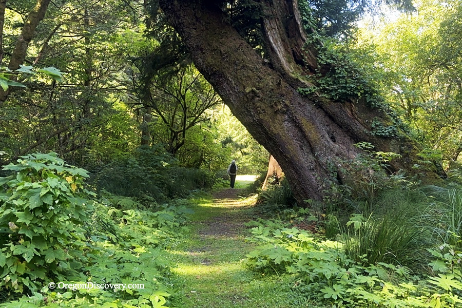 Beverly Beach State Park, Oregon - Natural Trail