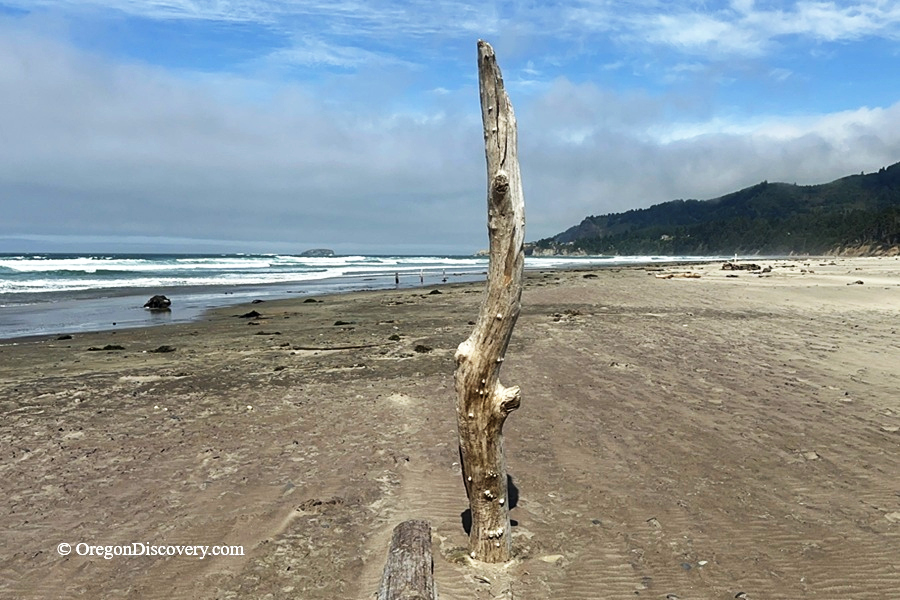 Beverly Beach State Park, Oregon - Ghost trees