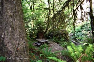 Big Tree Trail Picnic Area