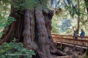 Rockaway Big Tree Trail, Oregon Coast