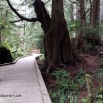 Rockaway Big Tree Trail
