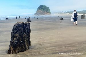Neskowin Ghost Forest