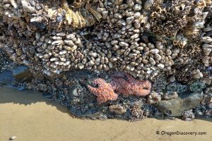 Oregon Coast - Intertidal Animals