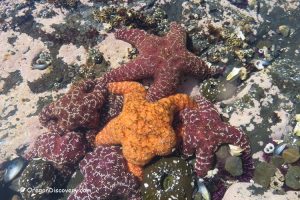 Oregon Coast Tidepools - Ocre Sea Stars