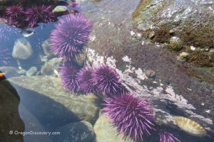 Oregon Coast Tidepools - Purple sea urchin