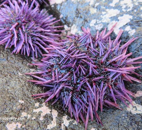 Oregon Coast Tidepools - Ocre Sea Star
