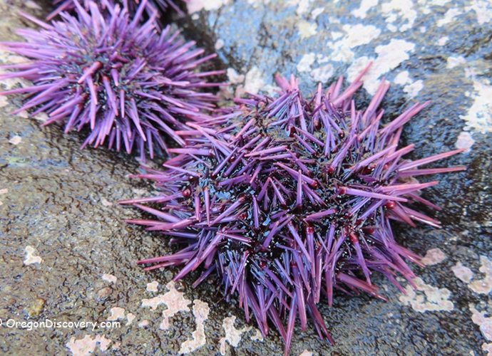 Oregon Coast Tidepools - Ocre Sea Star