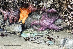 Brookings Tide Pools