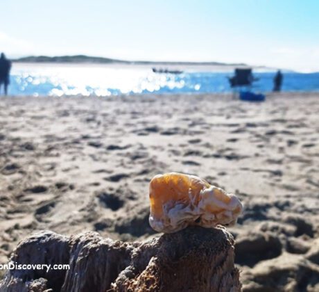 Siletz Bay Agate, Oregon Coast
