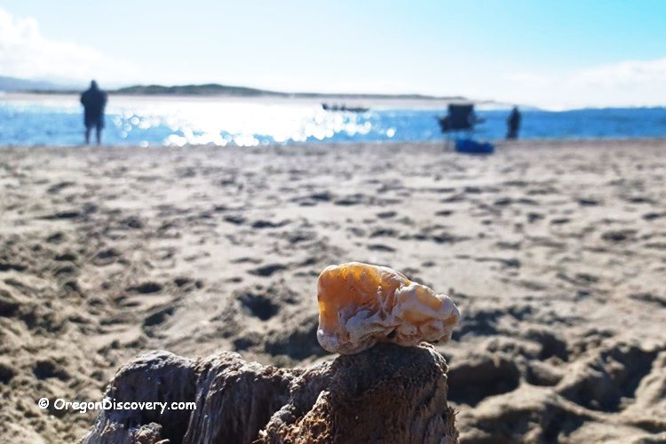 Siletz Bay Agate, Oregon Coast