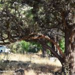 Chukar Park Campground near Beulah Reservoir Oregon: A large, sprawling tree with thick branches dominates the foreground, providing shade over dry grass and scattered rocks. In the background, a white pickup truck is partially visible, parked among more trees and greenery.