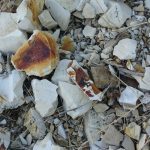 Beulah Reservoir Collecting Site - Fossil Bed