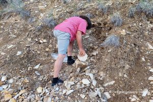 Beulah Reservoir Collecting Site - Fossil Collector