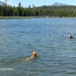 Little Lava Lake Oregon: A dog swims toward a person in the clear blue water of the lake, surrounded by forested shoreline and distant snow-capped mountains.