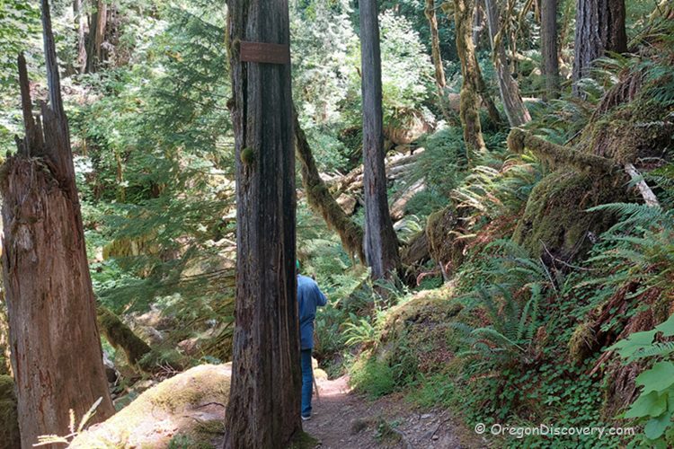 Coquille River Falls Oregon Hiking: A hiker walks along a narrow forest trail surrounded by tall trees, ferns, and lush greenery. Coquille River Falls Trail Fork
