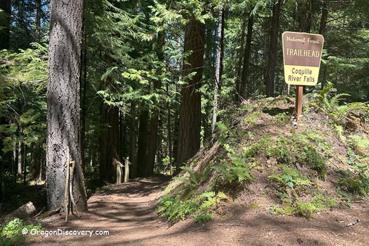 Coquille River Falls Oregon Hiking: The forested trailhead for Coquille River Falls, marked by a brown National Forest sign surrounded by tall trees and ferns.