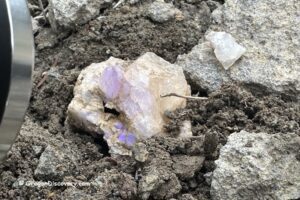 Using UV Light in the Field