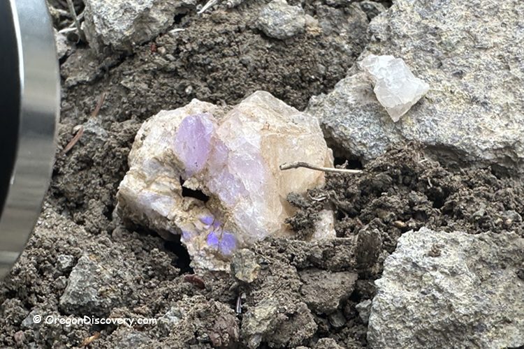 Using UV Light in the Field