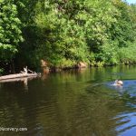 Marys River Park, Oregon - Mary's River Swimming Area