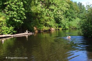 Marys River Park, Oregon - Mary's River Swimming Area