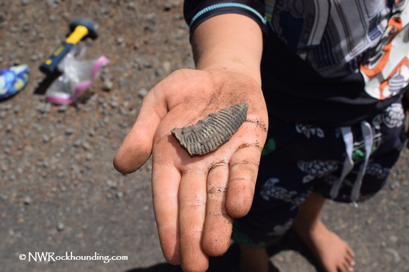 Delintment Lake in Oregon: The picture "Delintment Lake in Oregon child holding fossil" features a child’s outstretched hand presenting a ridged, gray fossil against a gravel surface, with the child’s clothing and tools for rockhounding partially visible.