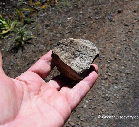 Delintment Lake in Oregon: The picture "Delintment Lake in Oregon child holding fossil" features a child’s outstretched hand presenting a ridged, gray fossil against a gravel surface, with the child’s clothing and tools for rockhounding partially visible.