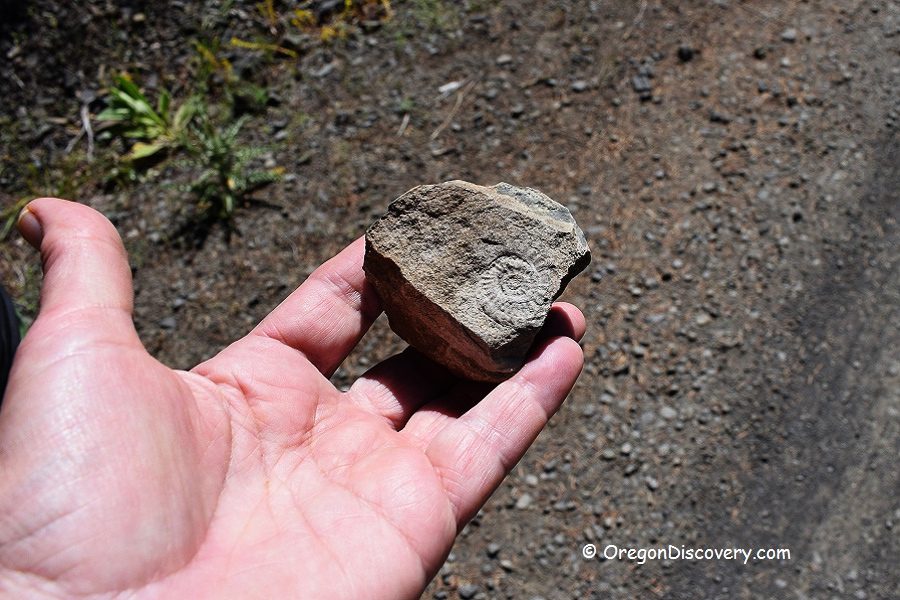 Delintment Lake in Oregon: The picture "Delintment Lake in Oregon hand holding fossil rock" displays a close-up of a person's hand holding a brown rock with a visible spiral fossil imprint, with gravel and plants on the ground in the background.