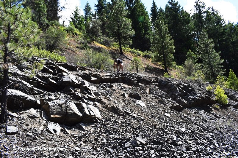 Delintment Lake in Oregon: The picture "Delintment Lake in Oregon slate rock hillside with person searching" shows a rocky hillside covered in dark slate and scattered pine trees, with a person crouched near the top searching for rocks, all surrounded by dense forest in the background.