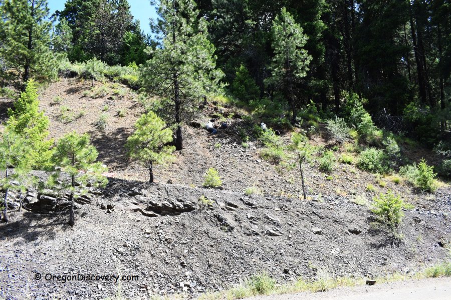 Delintment Lake in Oregon: The picture "Delintment Lake in Oregon hillside with pine trees and rocks" shows a sunlit, sloping hillside dotted with young pine trees, scattered rocks, and patches of green shrubs, bordered by a dense forest.