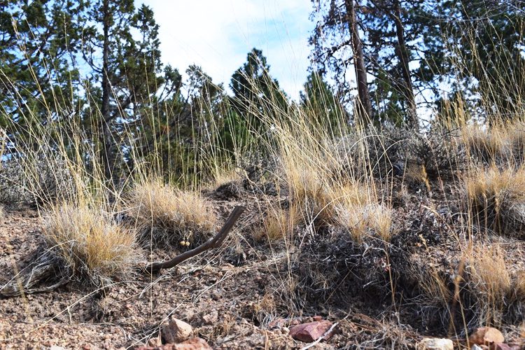 Dry Creek Rockhounding in Oregon: The picture "Dry Creek Rockhounding in Oregon close-up of dry hillside" shows a close-up view of a rocky, dry hillside covered in tufts of yellow grass and scattered sagebrush, with pine trees visible in the background.