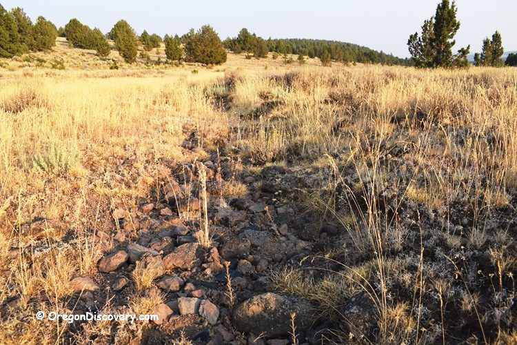 Mud Ridge at Burns - Oregon's Volcanic Glass: The picture "Mud Ridge at Burns rocky field with dry grass" features a wide, sunlit view of a rocky field covered with golden dry grasses and scattered stones, with distant green trees on the horizon.