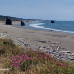 Myers Creek Beach in Oregon: The picture "Myers Creek Beach driftwood and wildflowers" features a sweeping view of the sandy beach lined with scattered driftwood, rocky sea stacks in the surf, and bright pink wildflowers blooming in the foreground beside coastal vegetation.