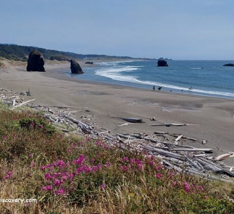 Myers Creek Beach in Oregon: The picture "Myers Creek Beach driftwood and wildflowers" features a sweeping view of the sandy beach lined with scattered driftwood, rocky sea stacks in the surf, and bright pink wildflowers blooming in the foreground beside coastal vegetation.